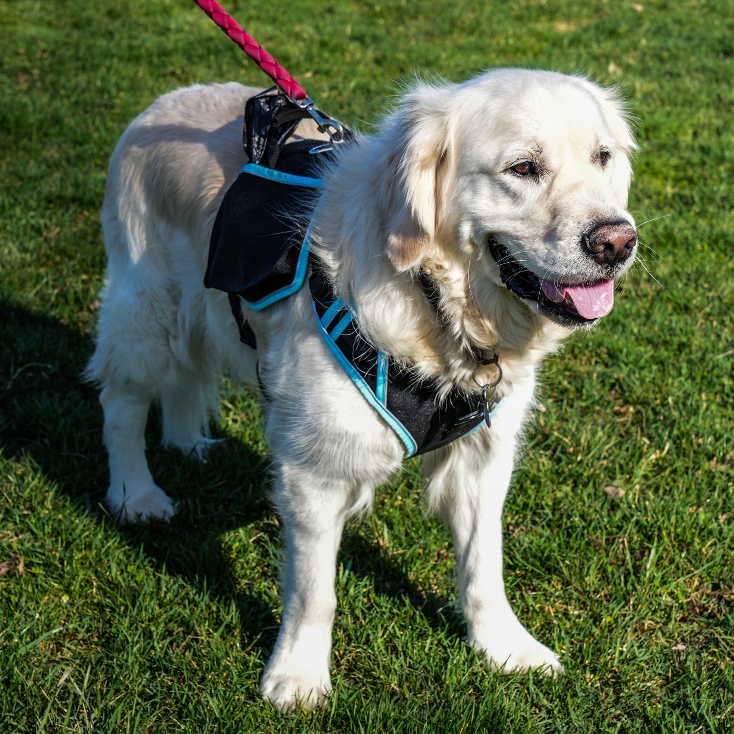 Poo Pal Harness