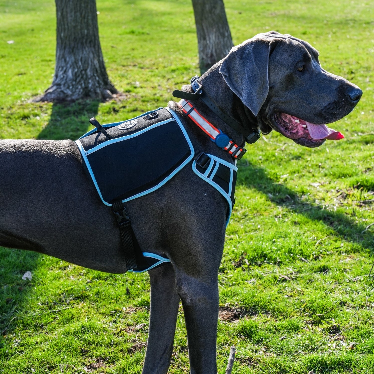 Poo Pal Harness